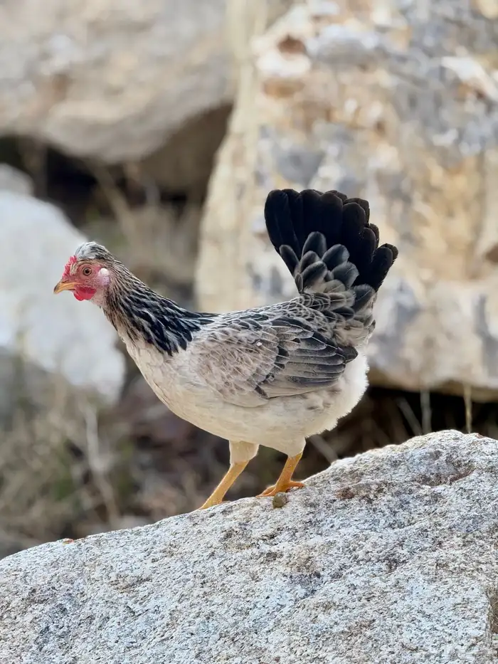 بيض دجاج عربي أصيل (أفرق) 47
