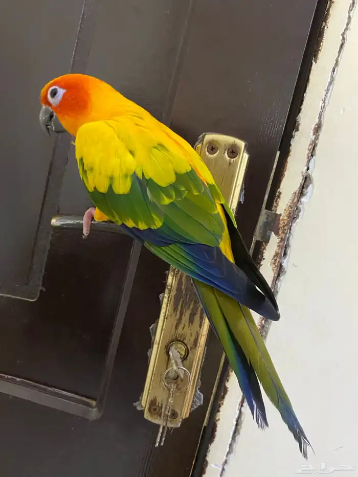 صن كنيور البف ومتكلم 3