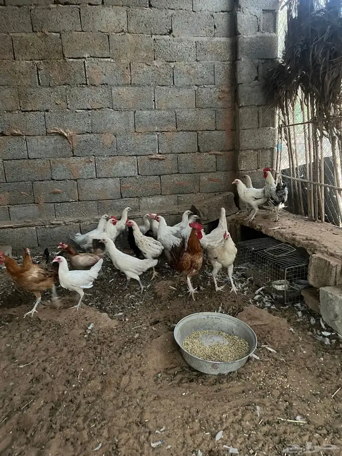 دجاج بياض وديكه 1