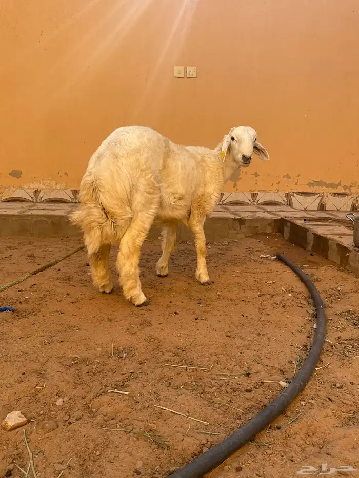 خروف حري 0