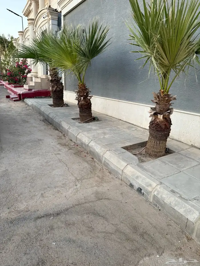 نخل واشنطن ارتفاع متر 0