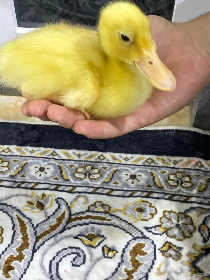 حيوان بطه 1
