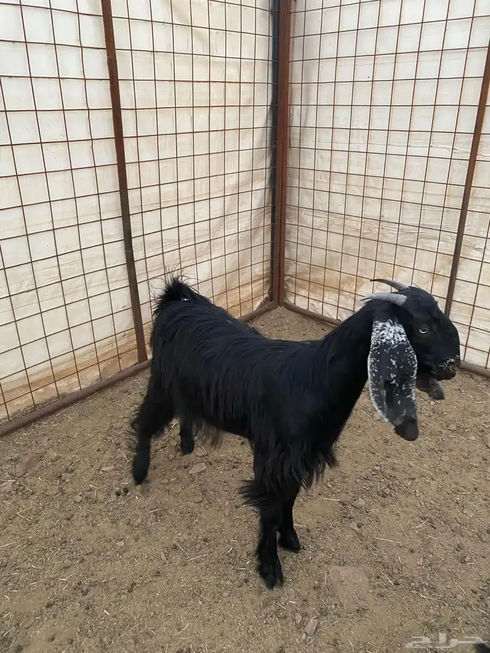 جفار ( تم البيع ) 12