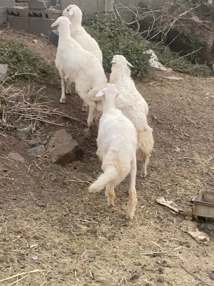 أربعه خرفان 4