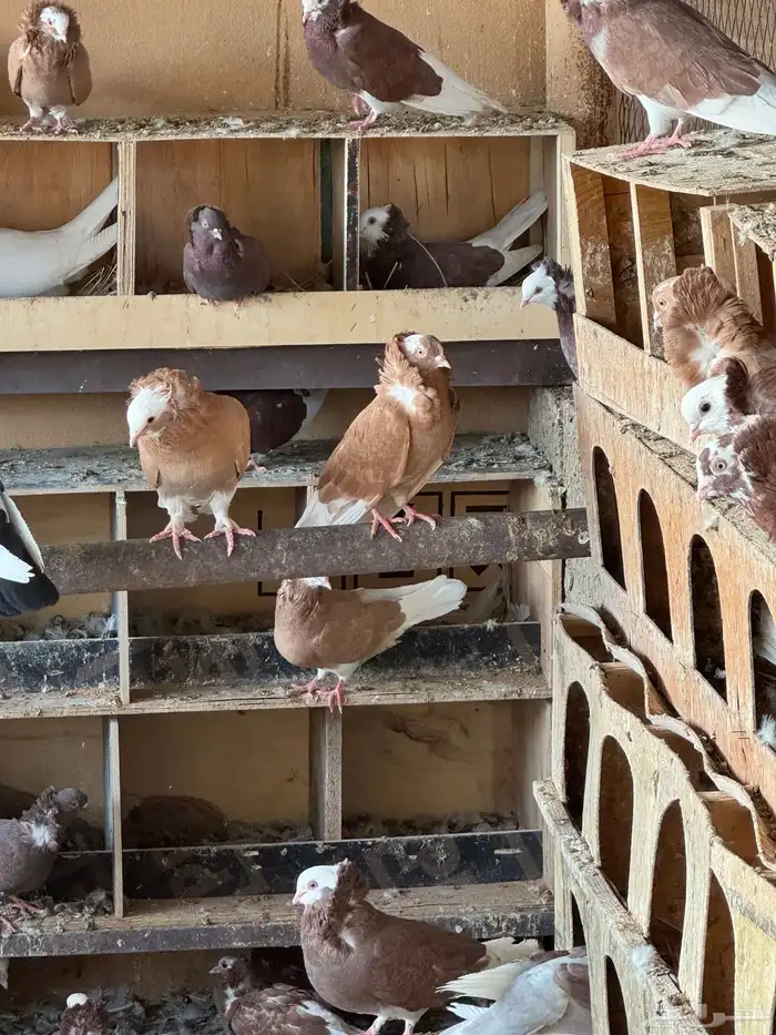 حمام بلجيكي منتج للبيع ع السوم تقريبا تقريبا خمسين جوز تزو 2