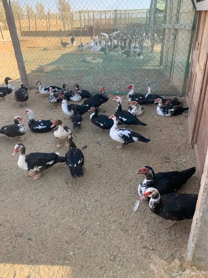 بط مصري و دجاج 3