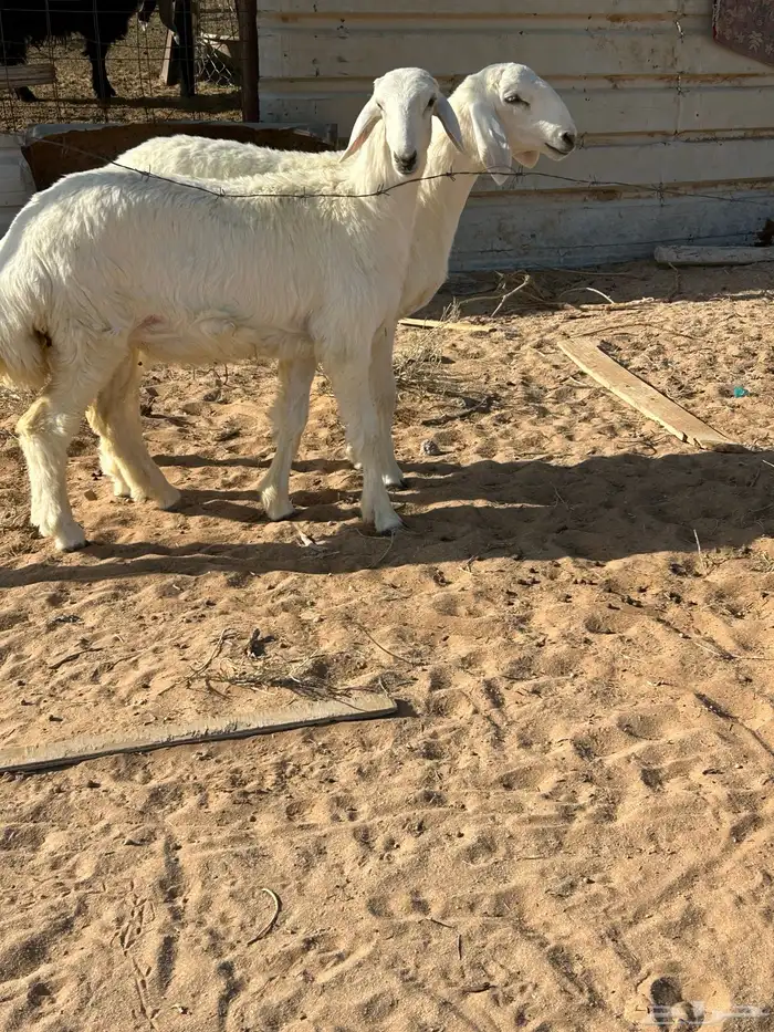 رخال صنف معرفات تم البيعع 0