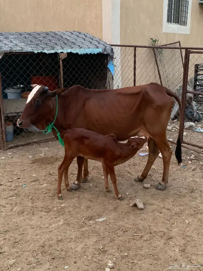 بقره للبيع 2