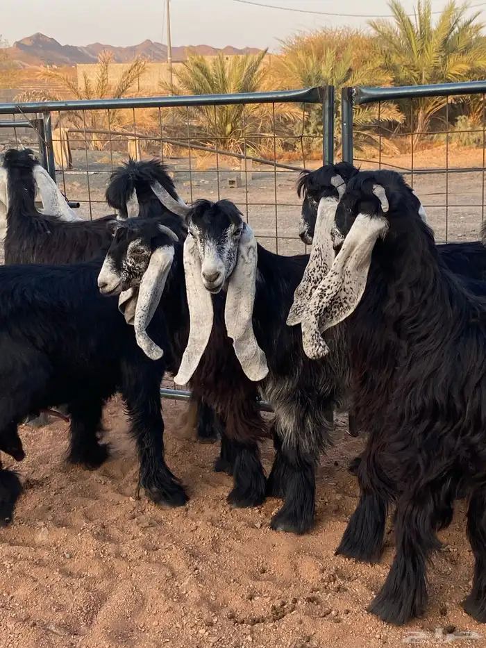 معزا عوارض صنف بفحلها (تم البيع) 1