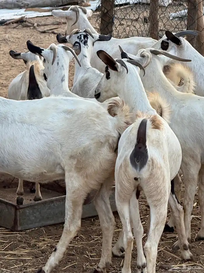 ماعز فاخر 4