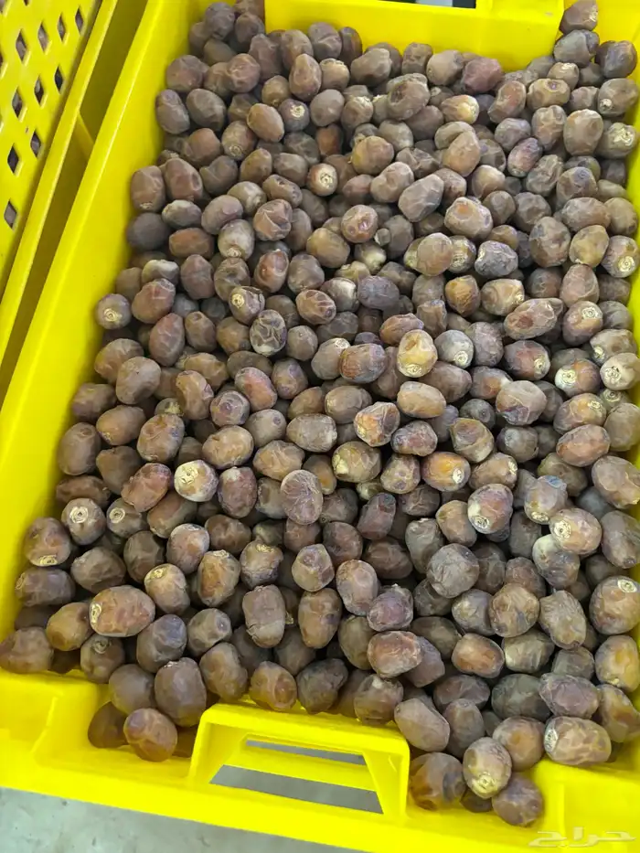 تمر برحي 4