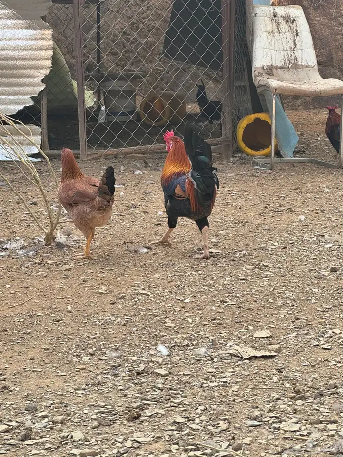 دجاج عربي دجاج جبنيز ديك رومي للبيع 10