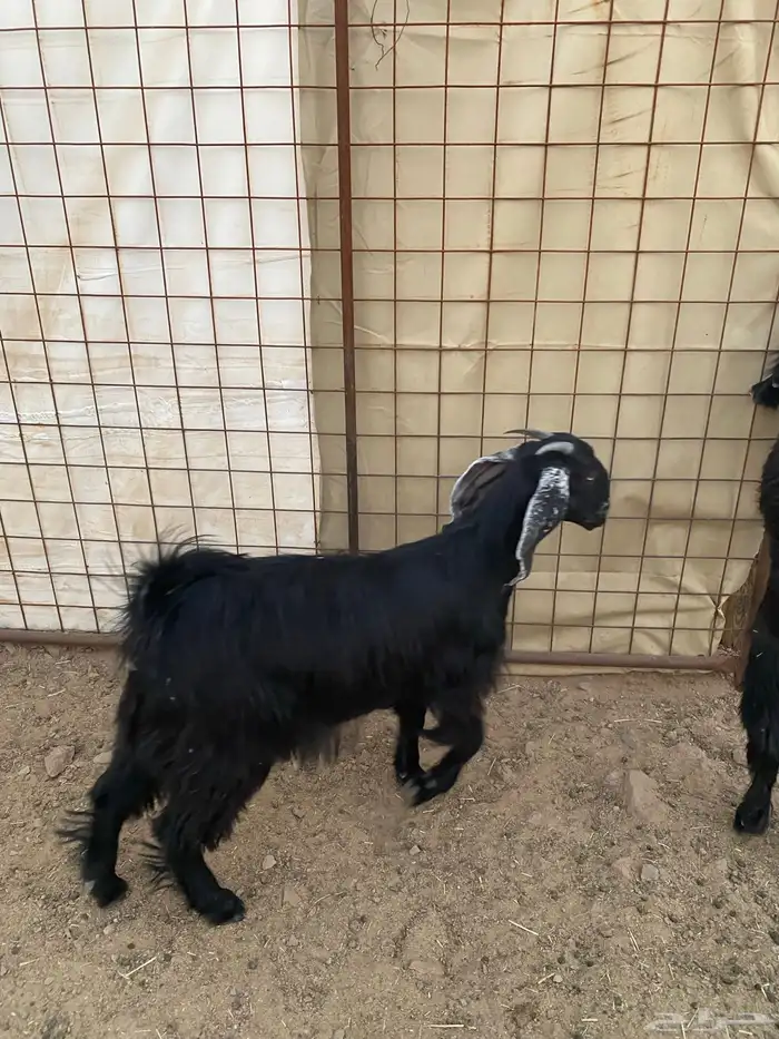 جفار ( تم البيع ) 0