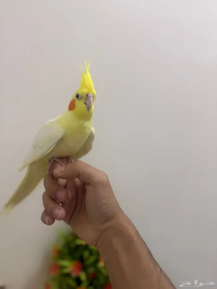 كروان لاتينو اليف 4