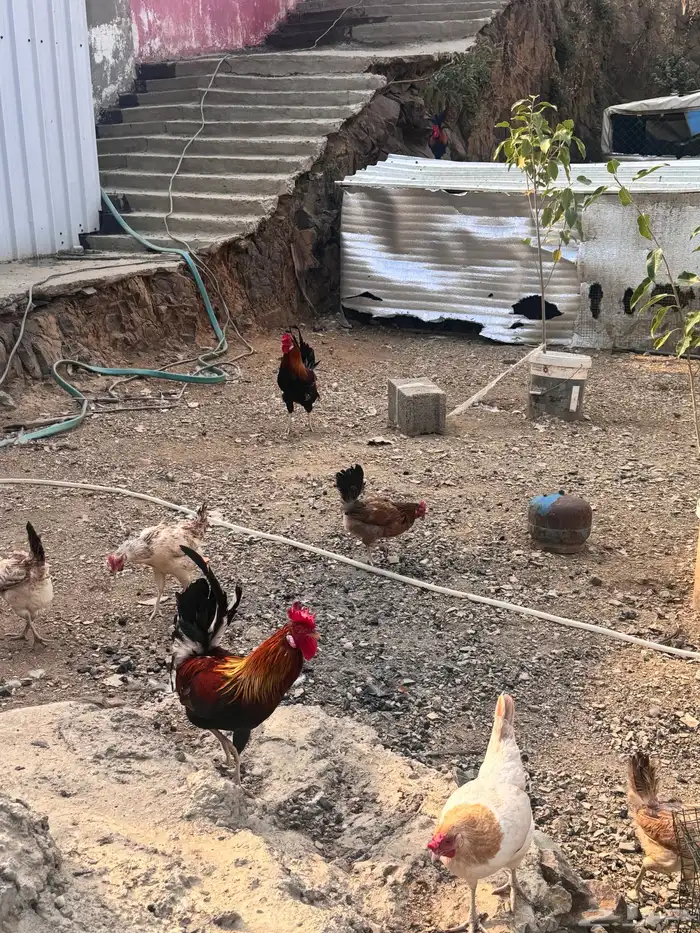 دجاج عربي دجاج جبنيز ديك رومي للبيع 3