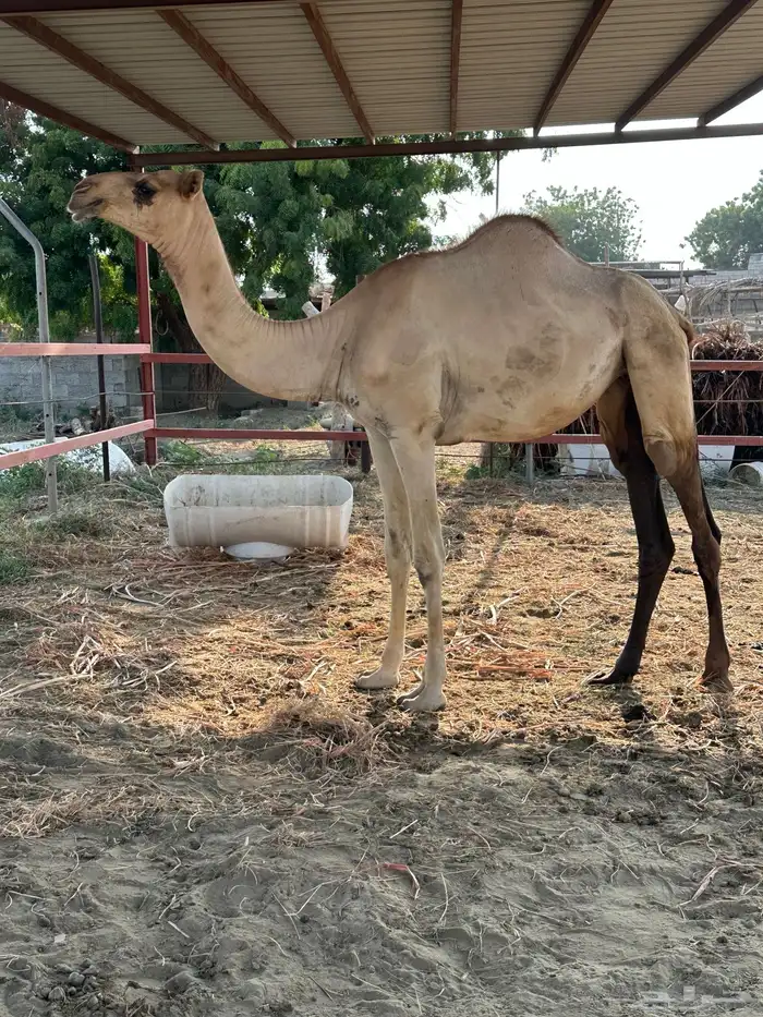 بكره اركه اصيله وفاخره 4