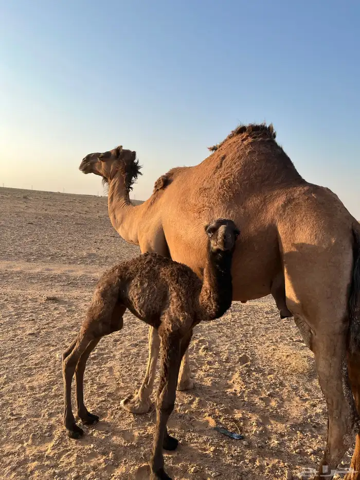 خلفه مصغر والده لها أسبوع ساحليه 6