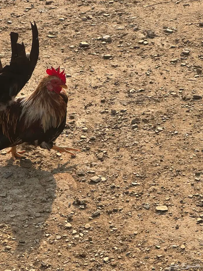 دجاج عربي دجاج جبنيز ديك رومي للبيع 64