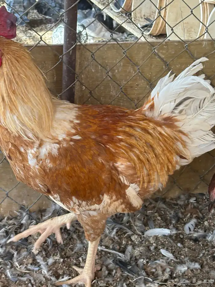 دجاج لوهمان 7