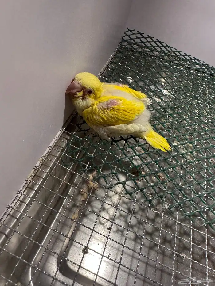 فرخ كويكر ( تم البيع ) 6