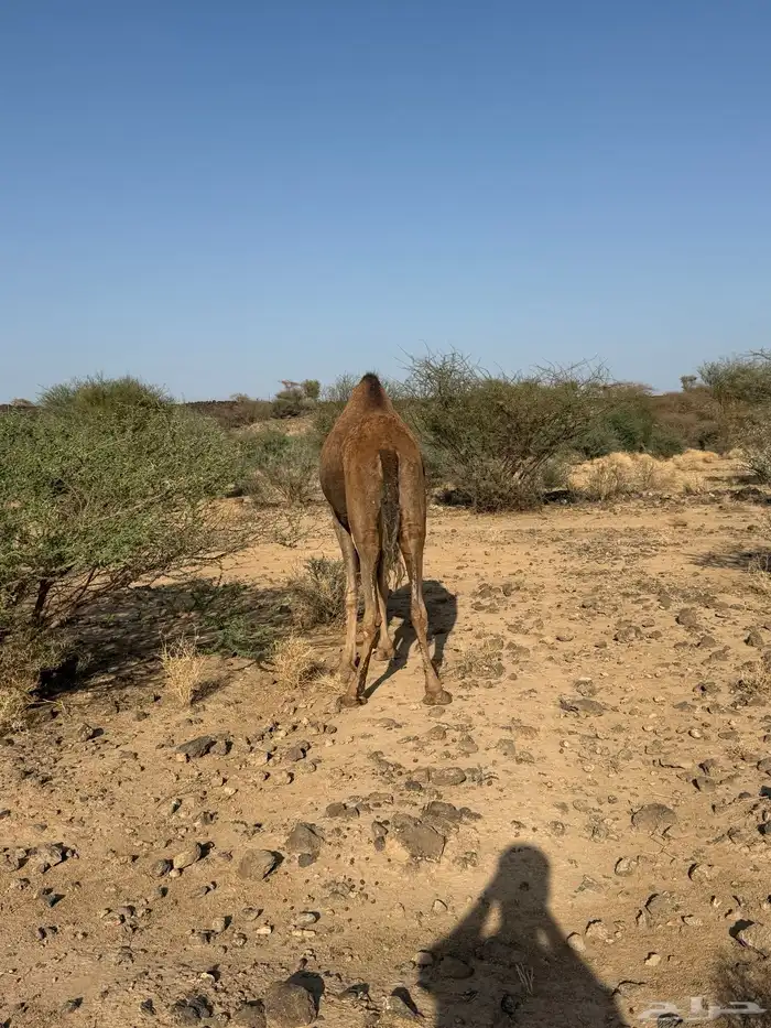 الحمرا القحه العكشي 15