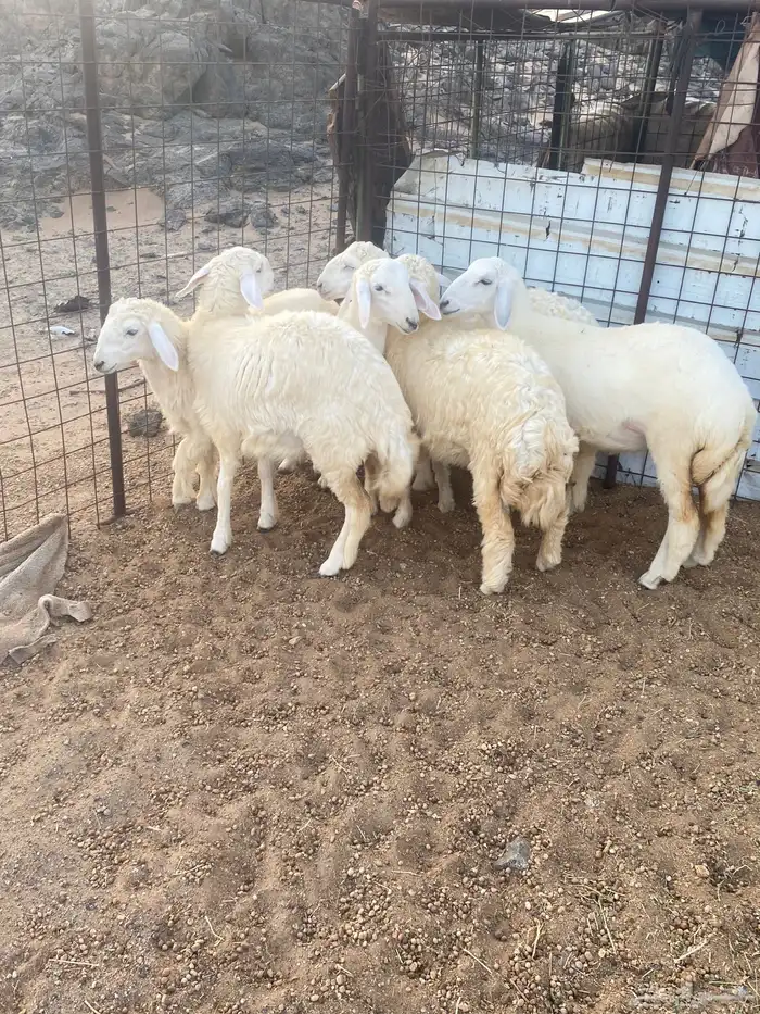 طليان ورخال شمال ينبع 5