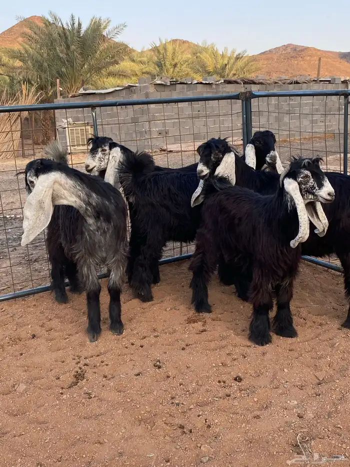 معزا عوارض صنف بفحلها (تم البيع) 20