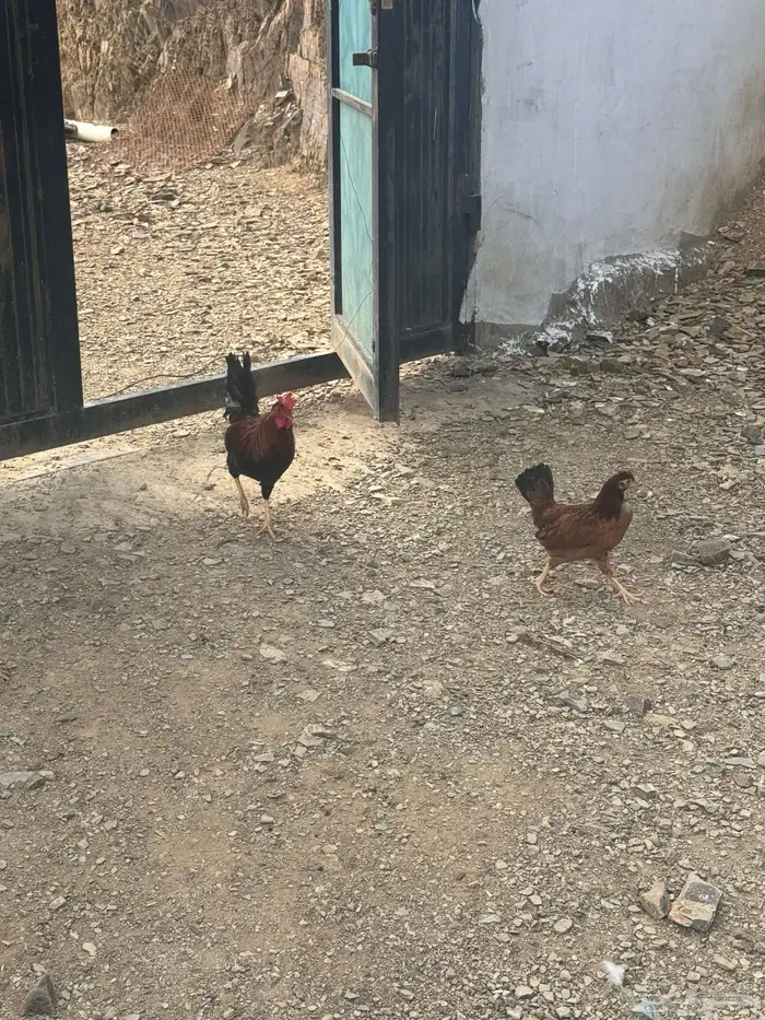 دجاج عربي دجاج جبنيز ديك رومي للبيع 4