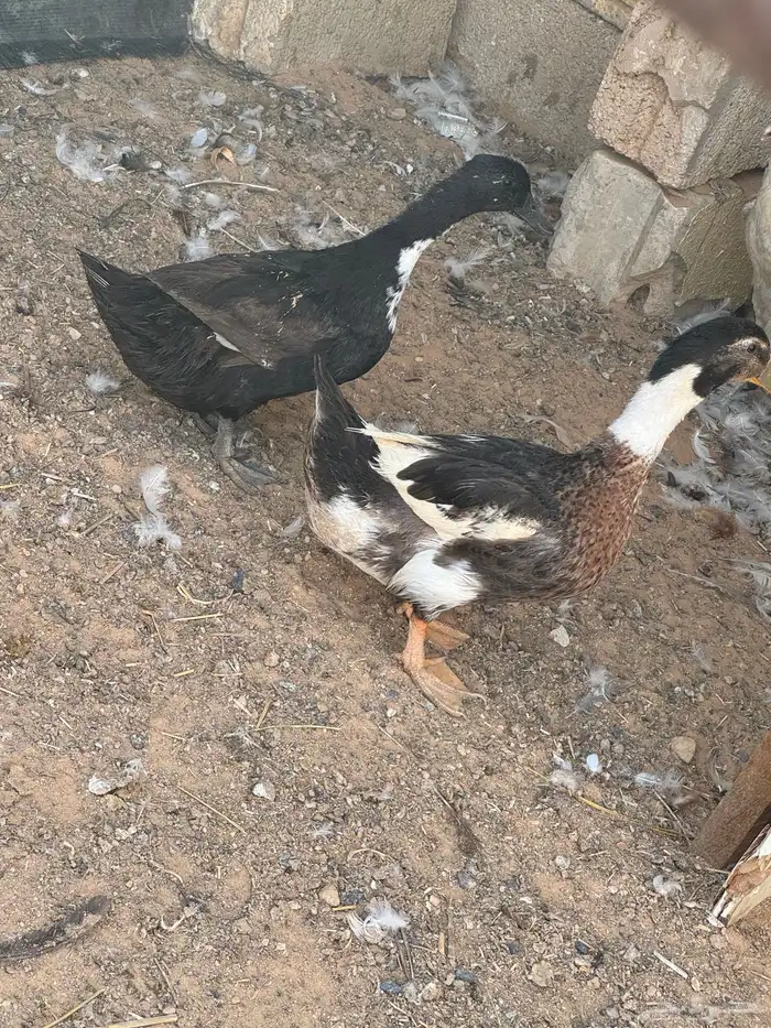 بط للبيع 2