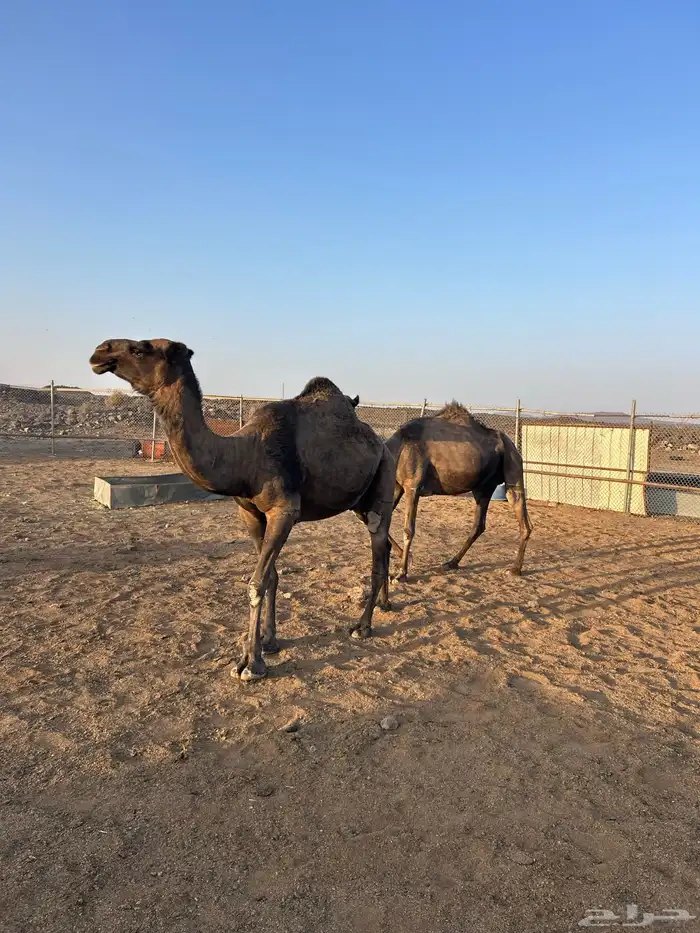 للبيع نياق 1