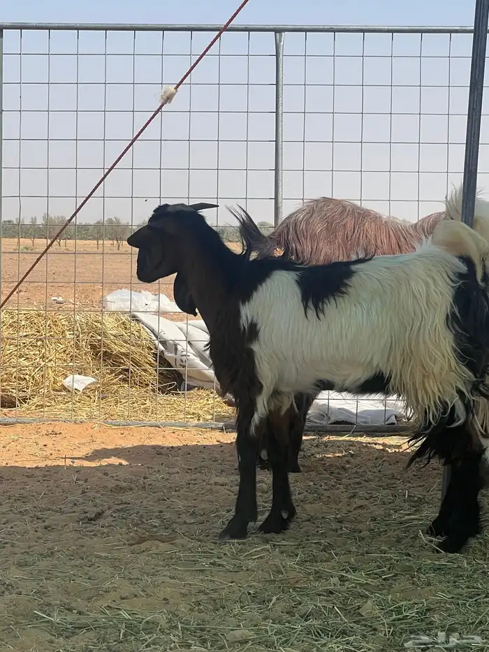 عنز سديس سن وديس شرط مافحصتها جرمها طيب وجفره اربع شهور 4