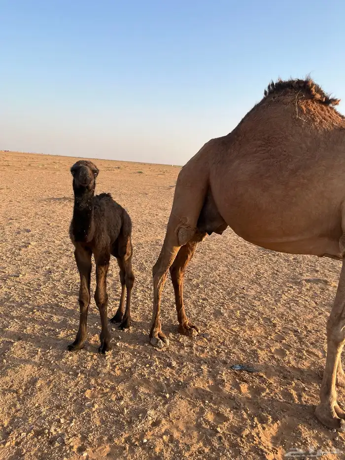 خلفه مصغر والده لها أسبوع ساحليه 4