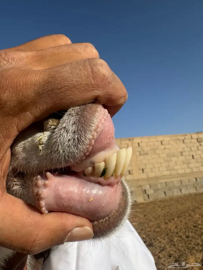 عنز هولنديه 3