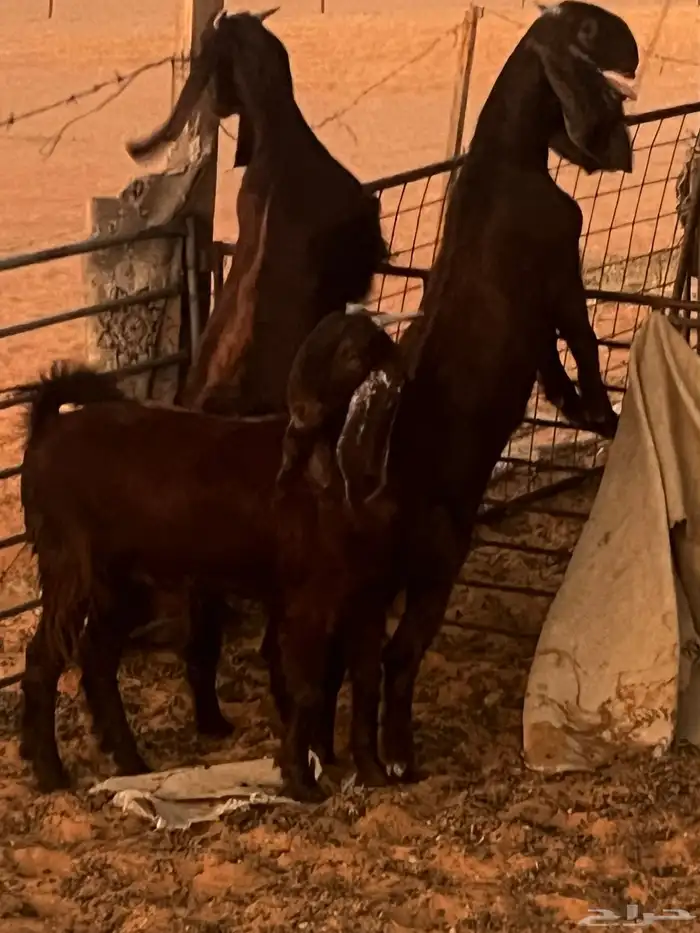 جفار قبرصيات طيبه خصم الموقع رماح 11