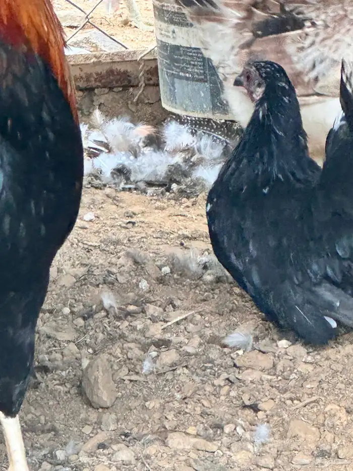 دجاج عربي دجاج جبنيز ديك رومي للبيع 31