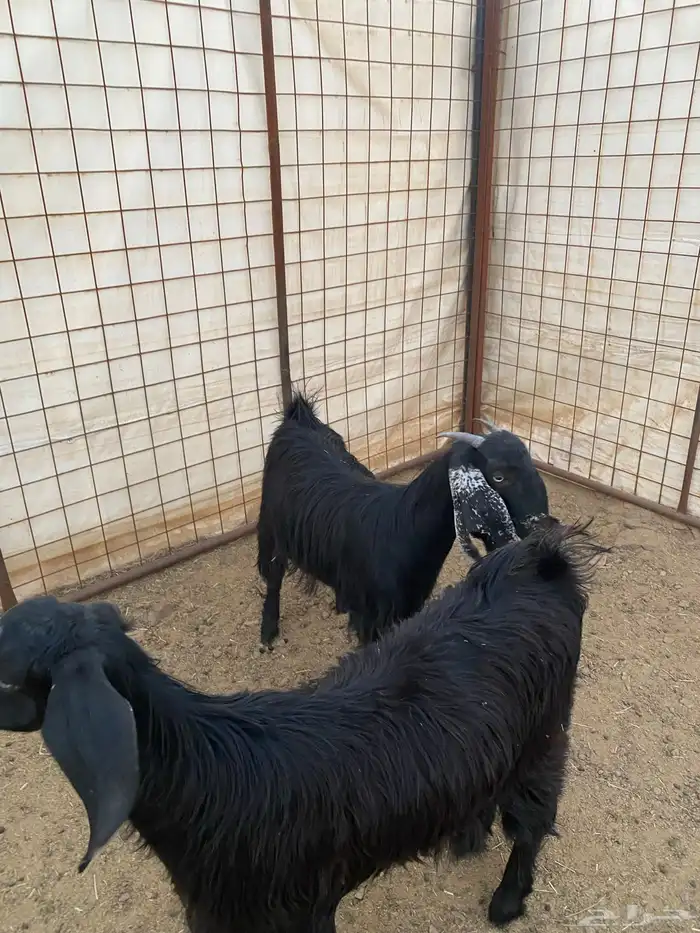 جفار ( تم البيع ) 4