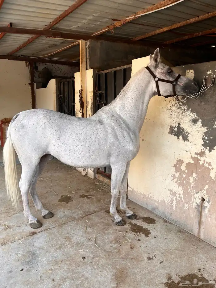 خيل فرس مكس من افضل وا أطيب الفراس 1