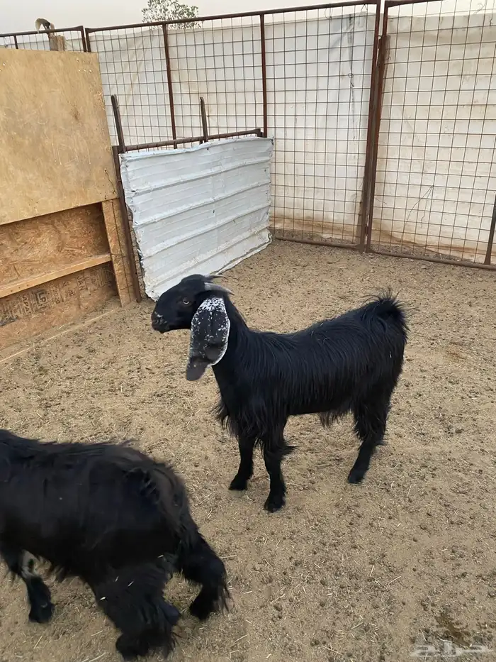 جفار ( تم البيع ) 17