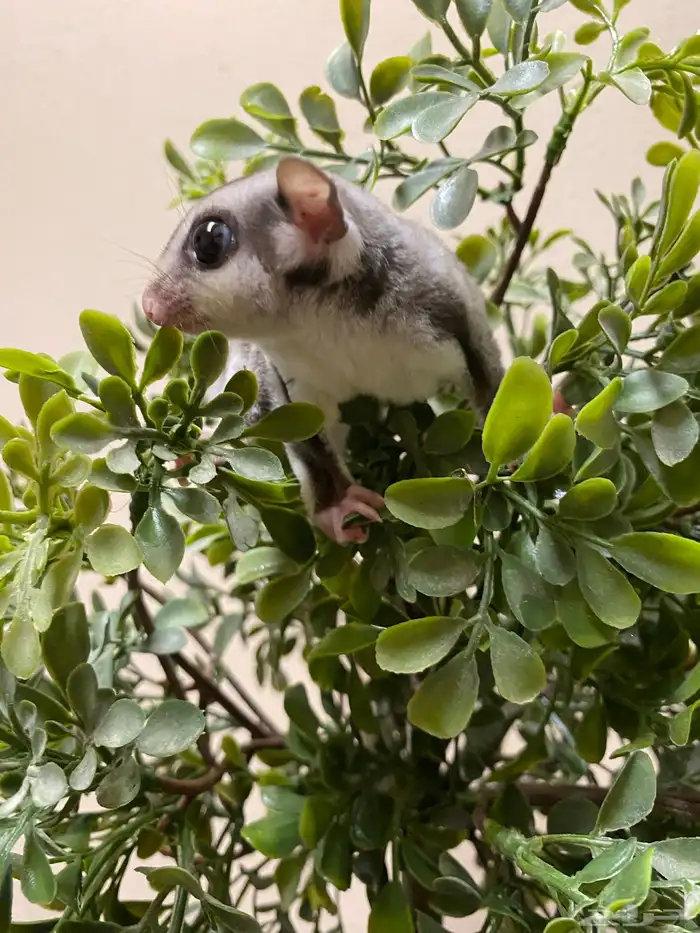 شوقر قلايدر - السنجاب الطائر SugarGlider 7