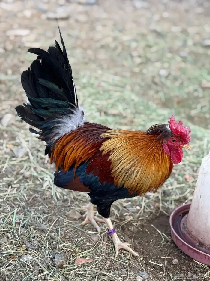 بيض دجاج عربي أصيل (أفرق) 15