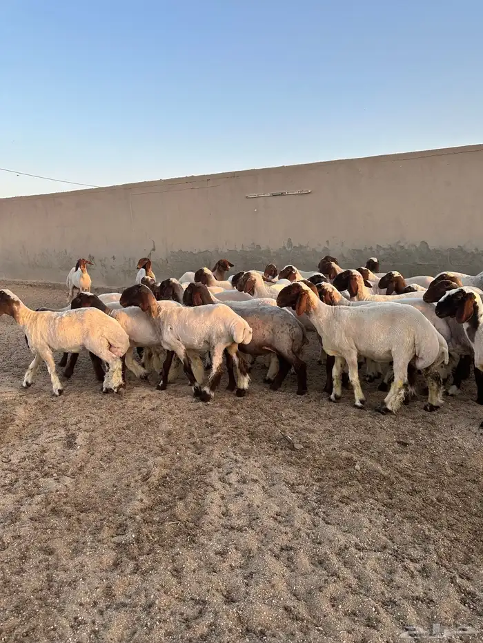 جذعات أنعيم طيبه ( تم البييع ) 4