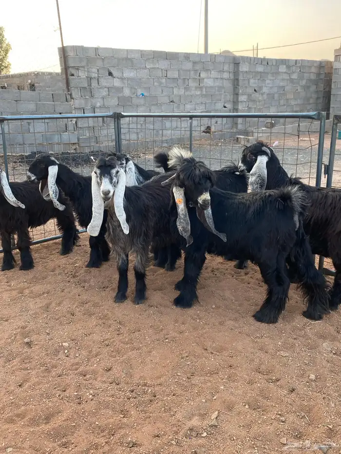 معزا عوارض صنف بفحلها (تم البيع) 21