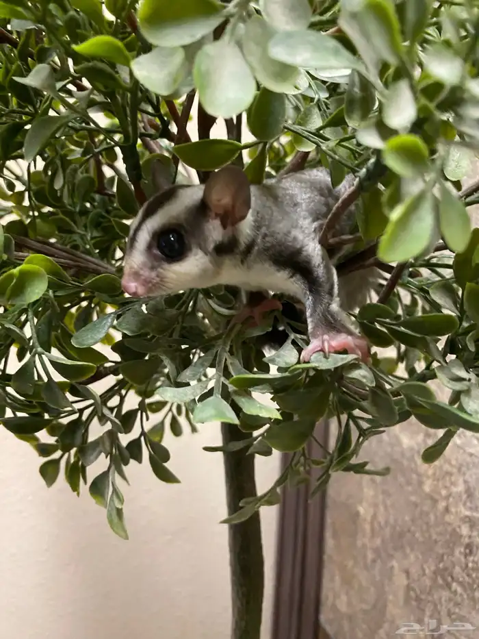 شوقر قلايدر - السنجاب الطائر SugarGlider 6