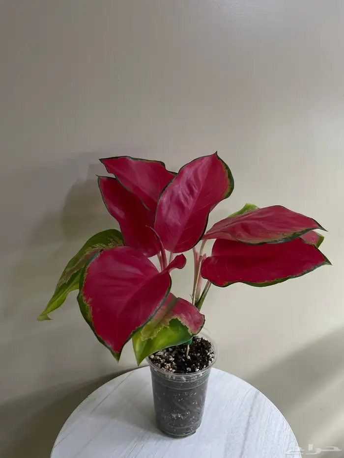 نباتات 6