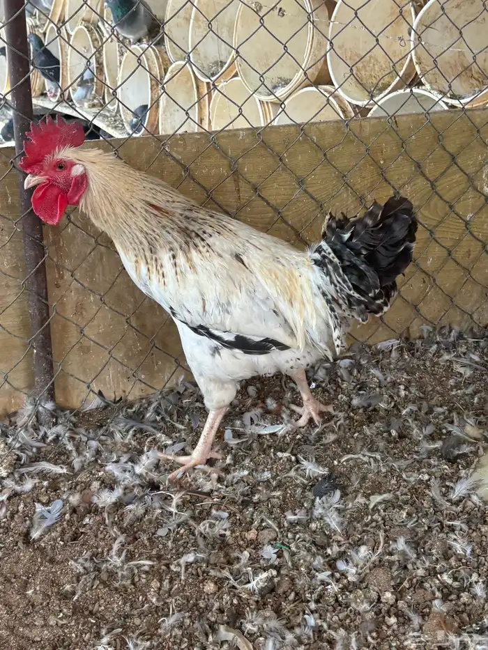 دجاج لوهمان 5