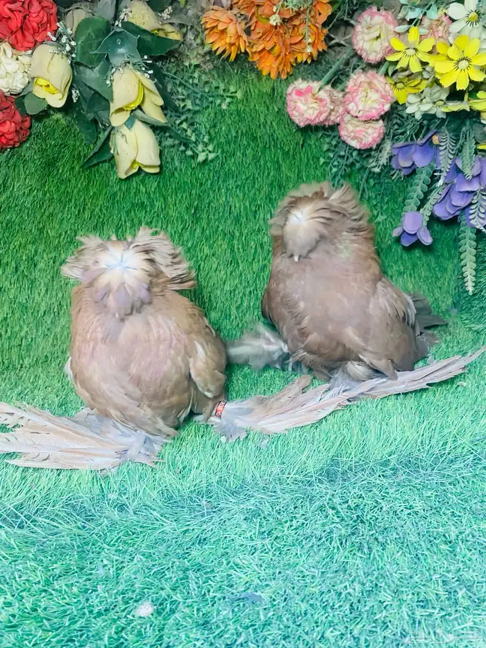 للبيع طبه بخاره احمر 6