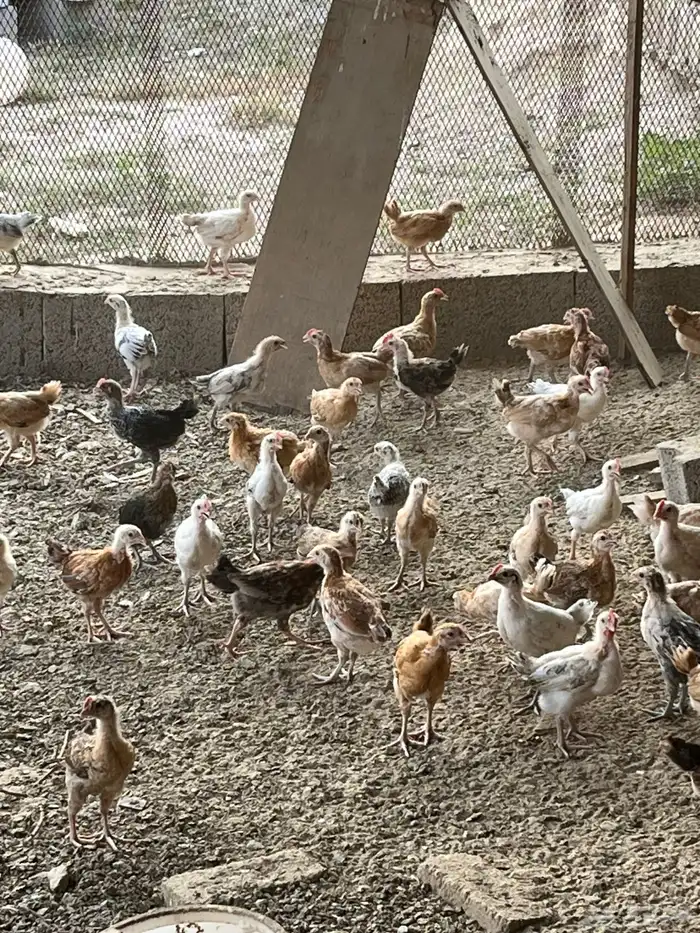 دجاج للبيع 3