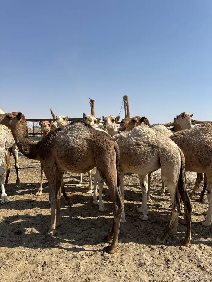 حشو تربية العدد 7 بكار و 4 قعدان 1