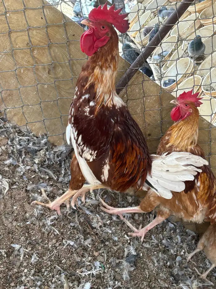 دجاج لوهمان 2