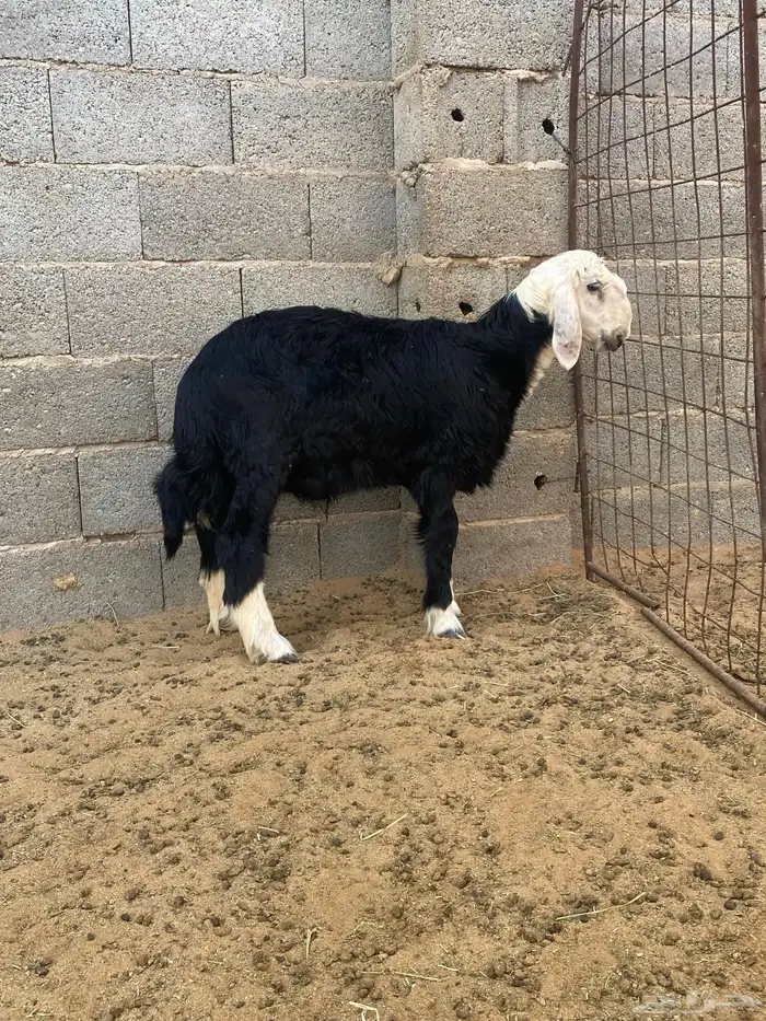 خروف نجدي 2
